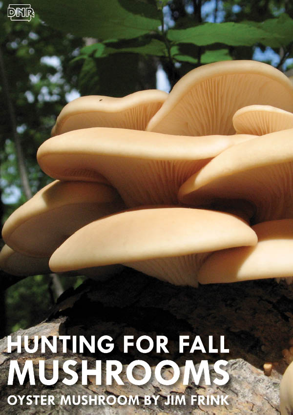 Oyster mushroom: On the hunt for fall mushrooms | Iowa DNR